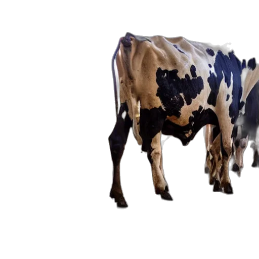 animal, food, creature, 3d render transparent PNG cut-out
