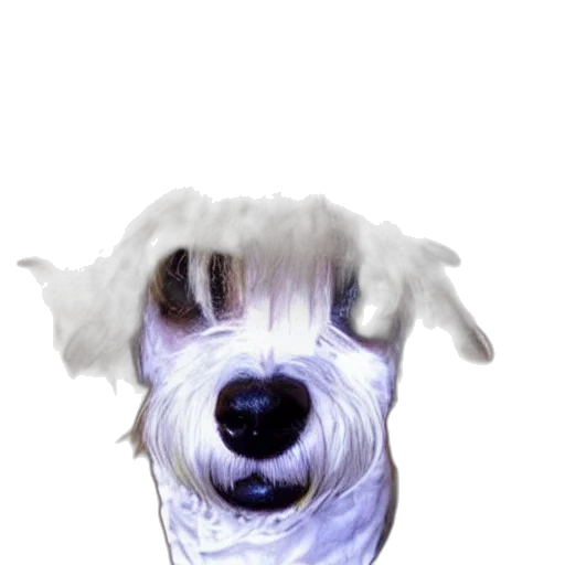 animal, creature, face, staff transparent PNG cut-out