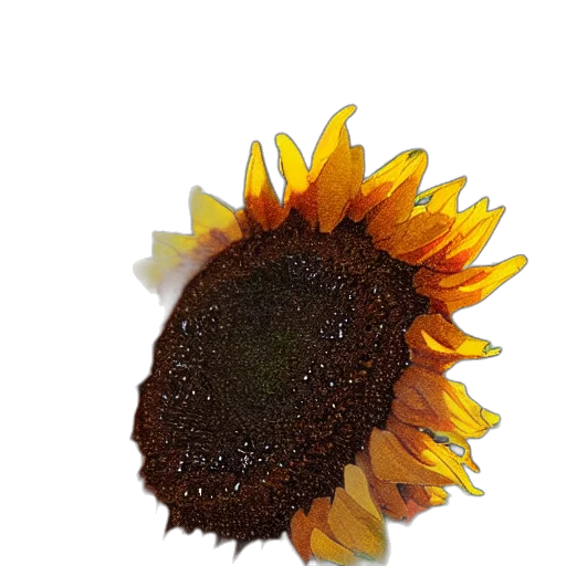 flower, crown, jewelry, food transparent PNG cut-out