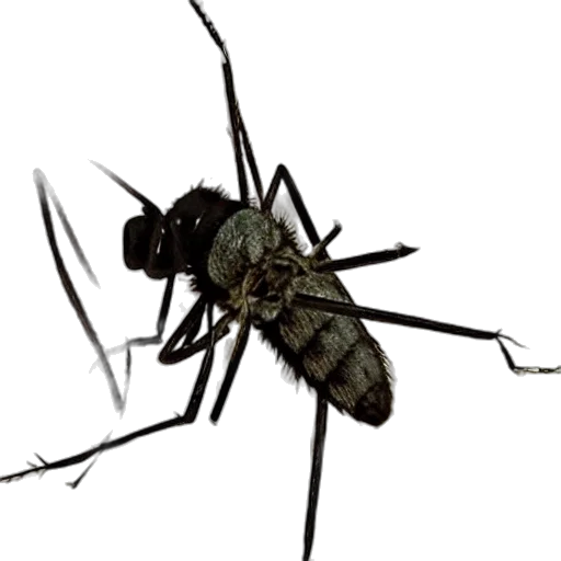 animal, creature, weapon, staff transparent PNG cut-out