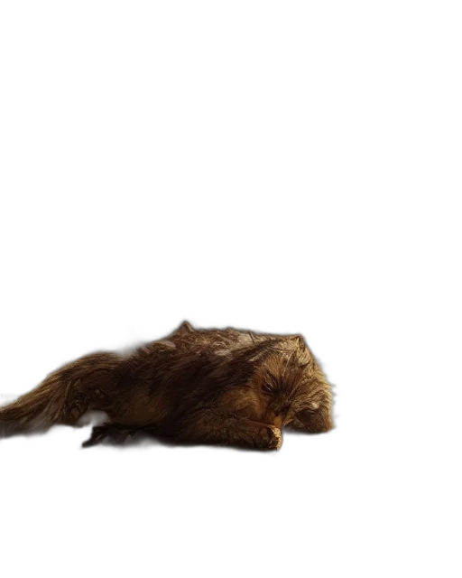 hair, animal, hat, creature transparent PNG cut-out