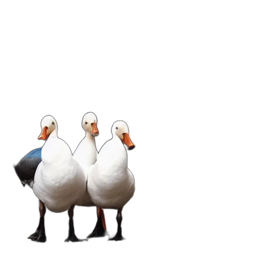 animal, jacket, shoes, hat transparent PNG cut-out