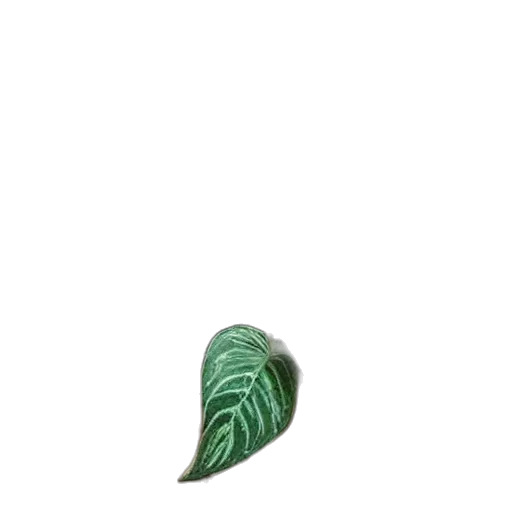 tree, flower, jewelry, food transparent PNG cut-out