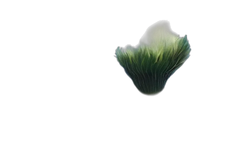 flower, creature, tree, hair transparent PNG cut-out