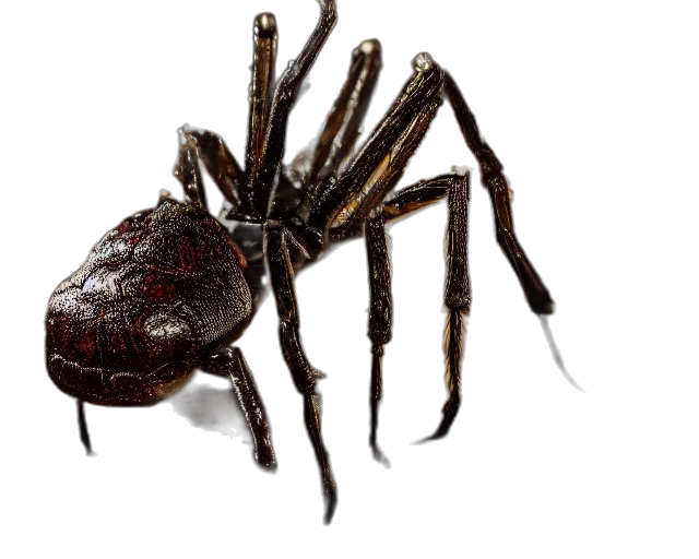 animal, creature, weapon, mask transparent PNG cut-out