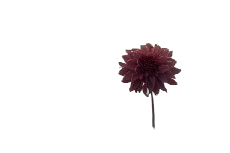 flower, crown, umbrella, staff transparent PNG cut-out