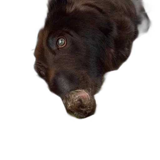 animal, face, creature, hair transparent PNG cut-out