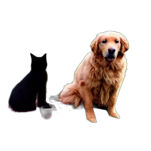 animal, staff, food, furniture transparent PNG cut-out