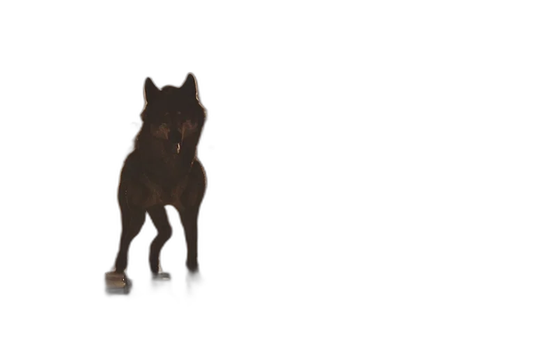 animal, creature, staff, dragon transparent PNG cut-out