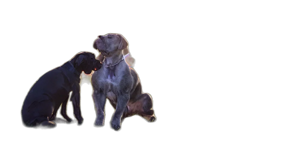 animal, 3d render, photorealistic, tiny transparent PNG cut-out