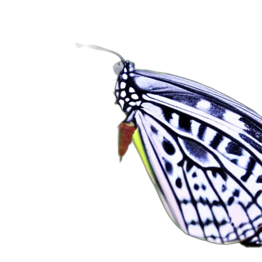 animal, jewelry, creature, crown transparent PNG cut-out