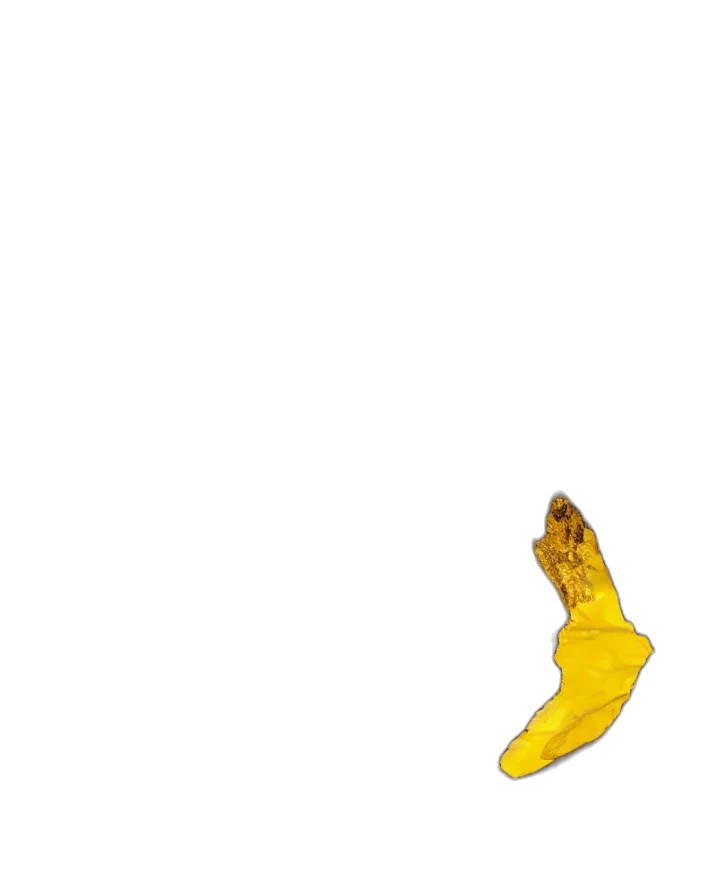 shoes, food, animal, creature transparent PNG cut-out
