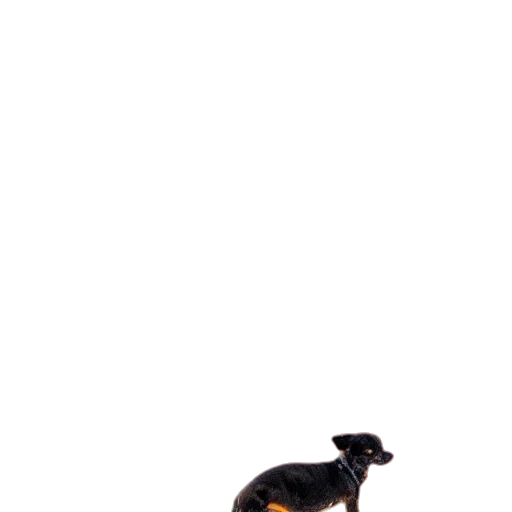 shoes, staff, animal, furniture transparent PNG cut-out