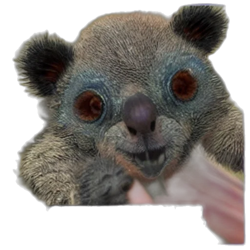 animal, creature, face, staff transparent PNG cut-out