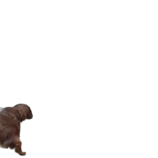 staff, animal, creature, furniture transparent PNG cut-out