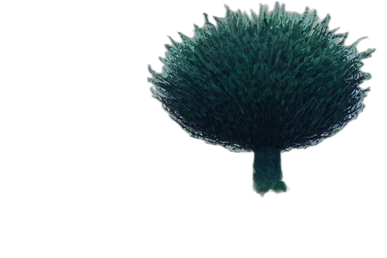 tree, hair, hat, crown transparent PNG cut-out