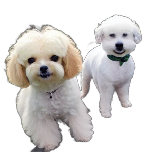 animal, photorealistic, 3d render, oil painting transparent PNG cut-out