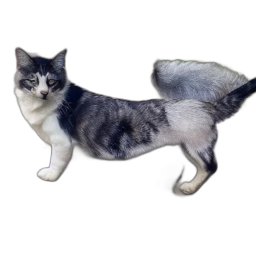 animal, staff, creature, hair transparent PNG cut-out