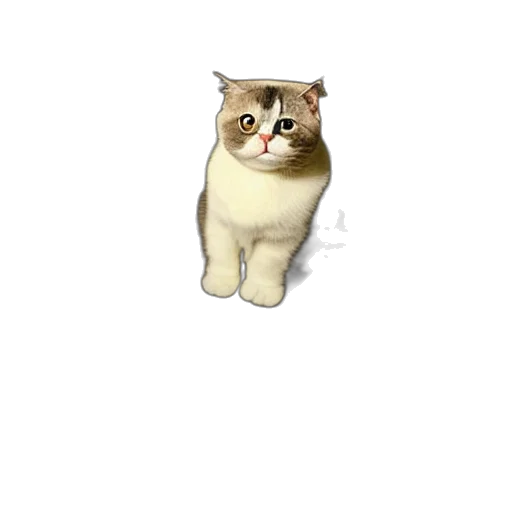 animal, creature, staff, face transparent PNG cut-out