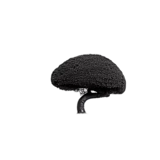 hat, crown, hair, umbrella transparent PNG cut-out