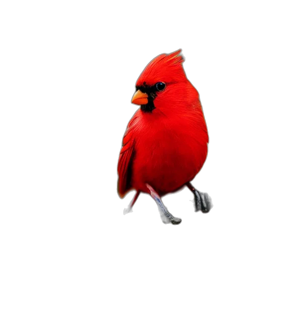 animal, creature, staff, hat transparent PNG cut-out