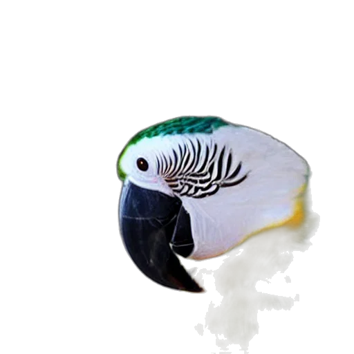 animal, hat, creature, jewelry transparent PNG cut-out