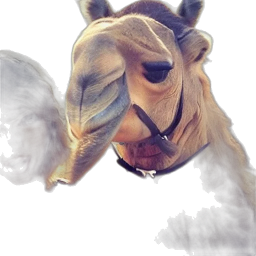 animal, mask, creature, face transparent PNG cut-out