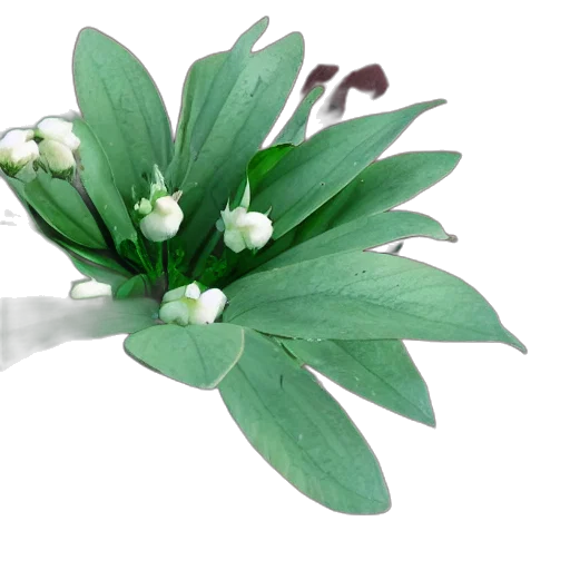 flower, crown, jewelry, 3d render transparent PNG cut-out