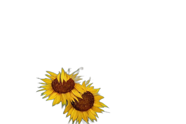 flower, crown, jewelry, dress transparent PNG cut-out