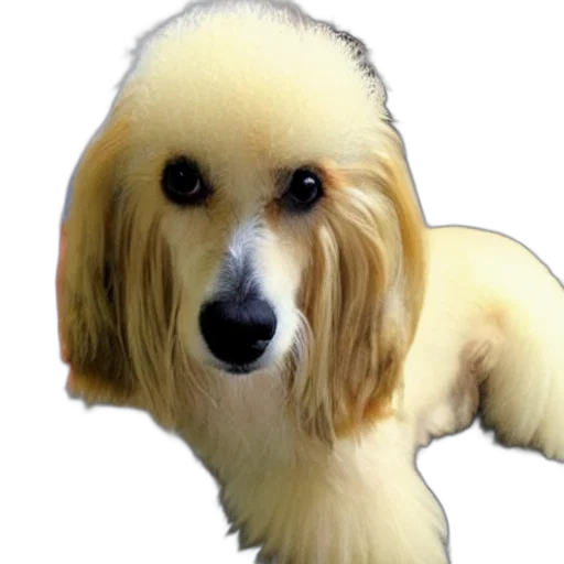 animal, hair, staff, creature transparent PNG cut-out