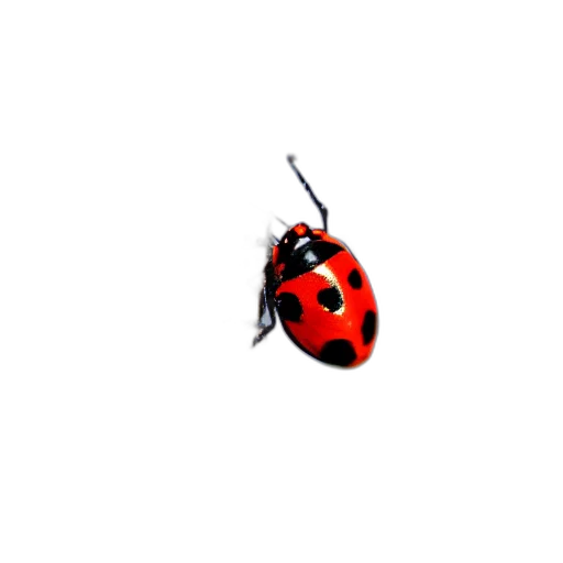 animal, jewelry, creature, weapon transparent PNG cut-out