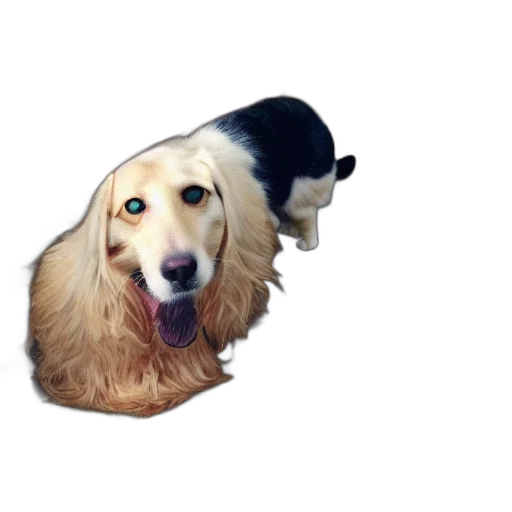 animal, creature, hat, staff transparent PNG cut-out