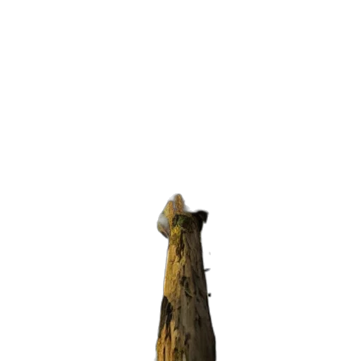 staff, dress, tree, bottle transparent PNG cut-out