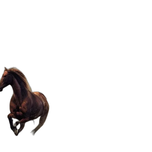 animal, creature, hair, hat transparent PNG cut-out