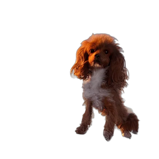 animal, creature, hair, staff transparent PNG cut-out