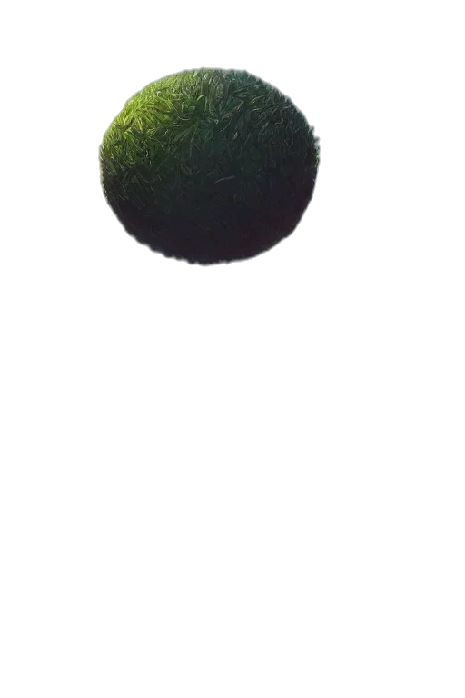 tree, hair, food, staff transparent PNG cut-out