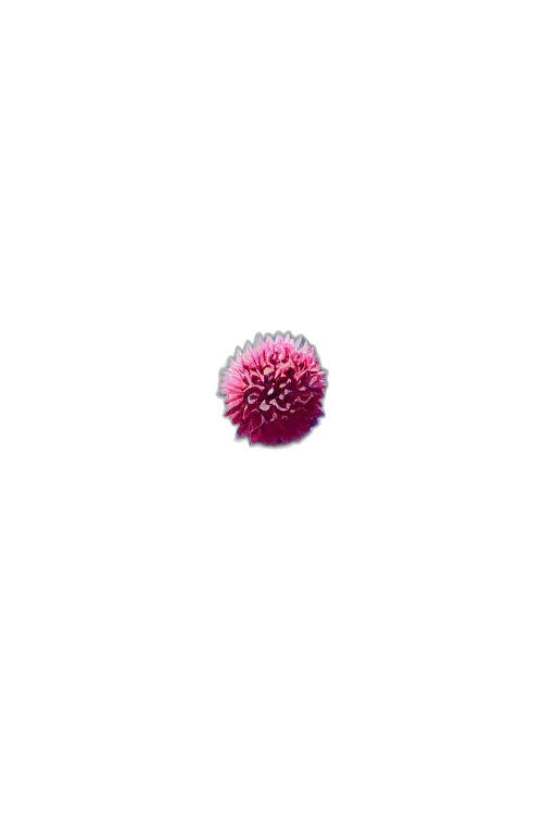 flower, umbrella, hair, animal transparent PNG cut-out