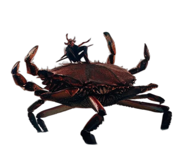 animal, creature, crown, dragon transparent PNG cut-out