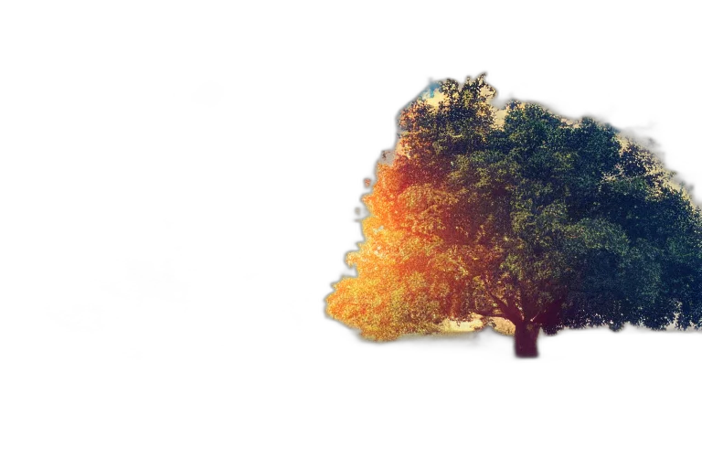 tree, crown, hat, hair transparent PNG cut-out