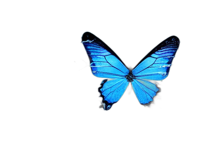 animal, creature, flower, jewelry transparent PNG cut-out