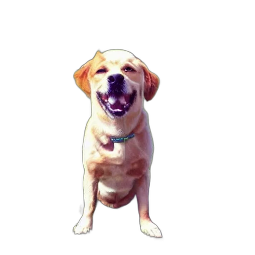 animal, staff, creature, face transparent PNG cut-out
