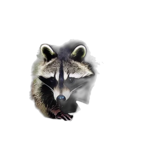 animal, creature, mask, face transparent PNG cut-out