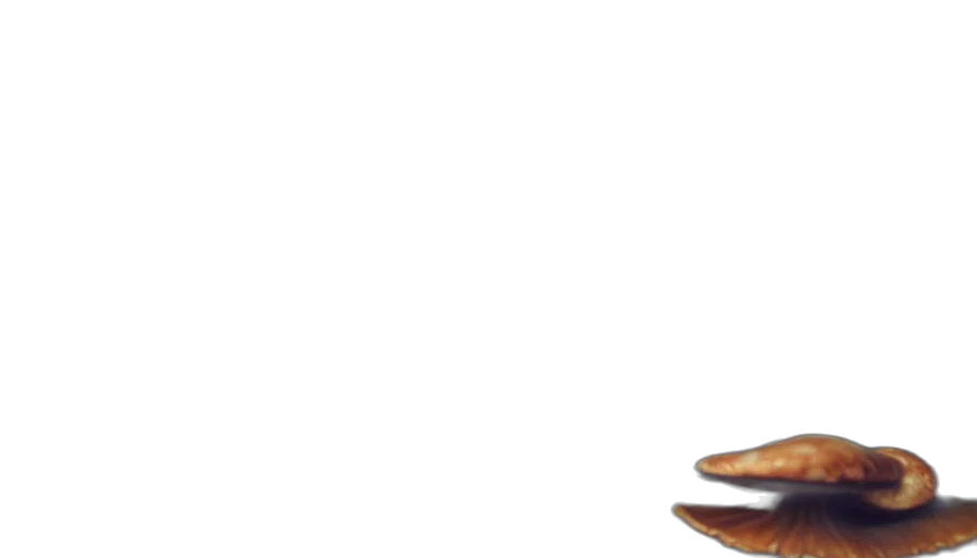 shoes, furniture, hat, staff transparent PNG cut-out