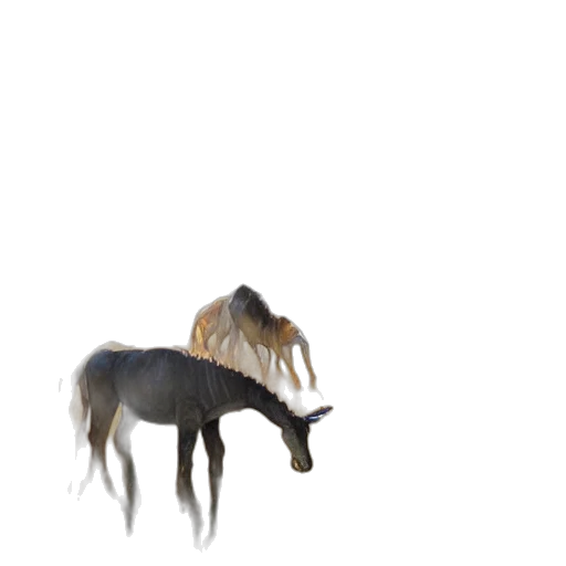 animal, creature, hair, hat transparent PNG cut-out