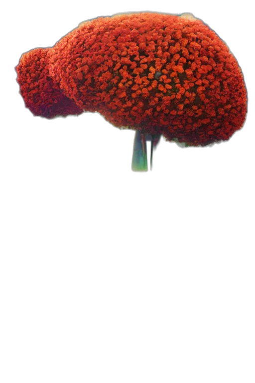 hat, flower, tree, crown transparent PNG cut-out