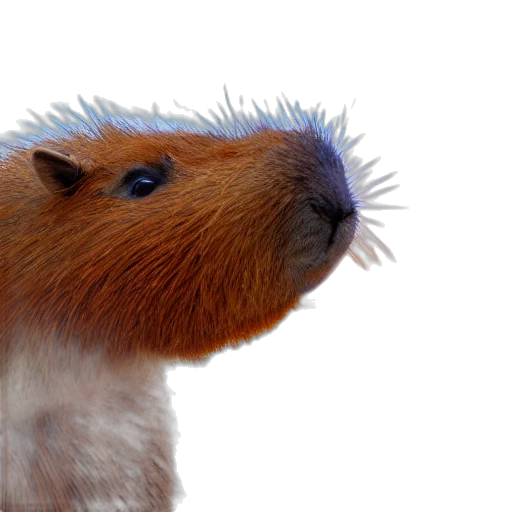 animal, hair, creature, staff transparent PNG cut-out