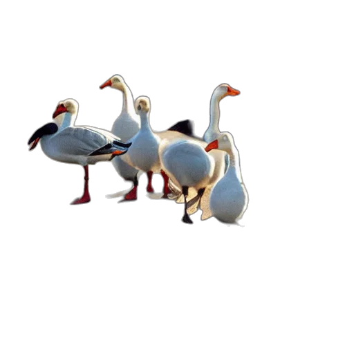 animal, jewelry, creature, staff transparent PNG cut-out
