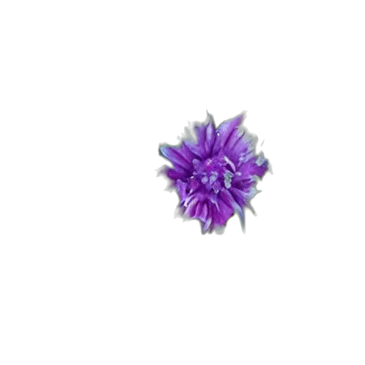 flower, crown, jewelry, hair transparent PNG cut-out