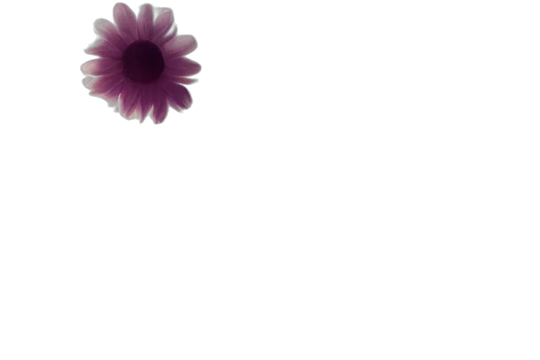 flower, crown, jewelry, dress transparent PNG cut-out