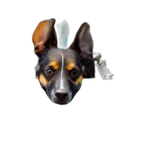 animal, staff, creature, face transparent PNG cut-out